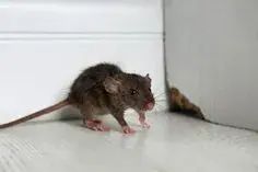 Škůdci