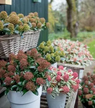 Skimmia japonská
