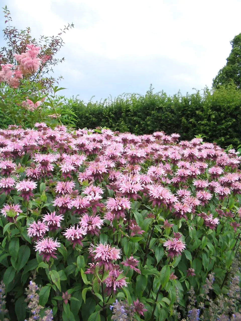 Monarda