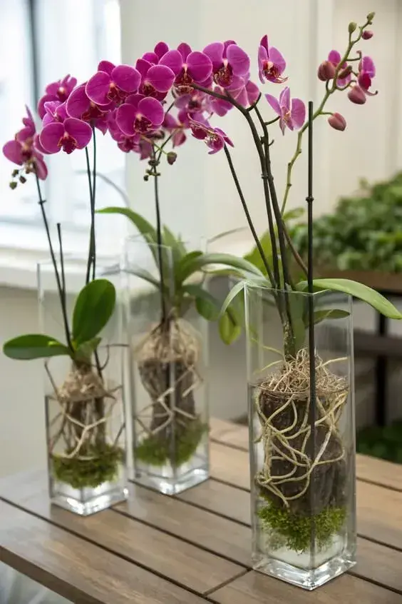 pěstování orchideje ve vodě