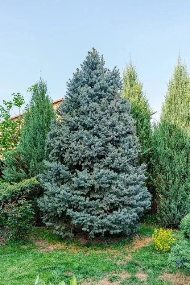 Vánoční strom