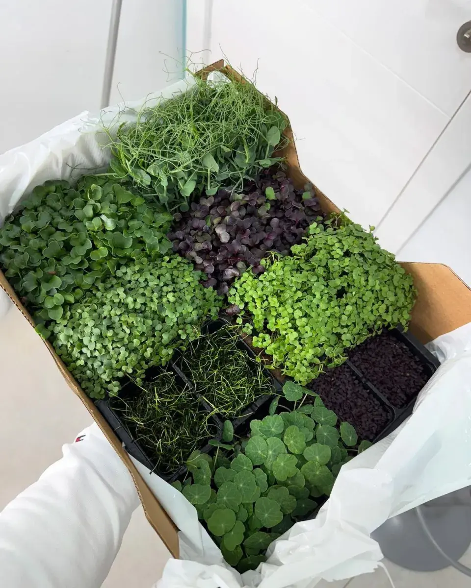 Microgreens