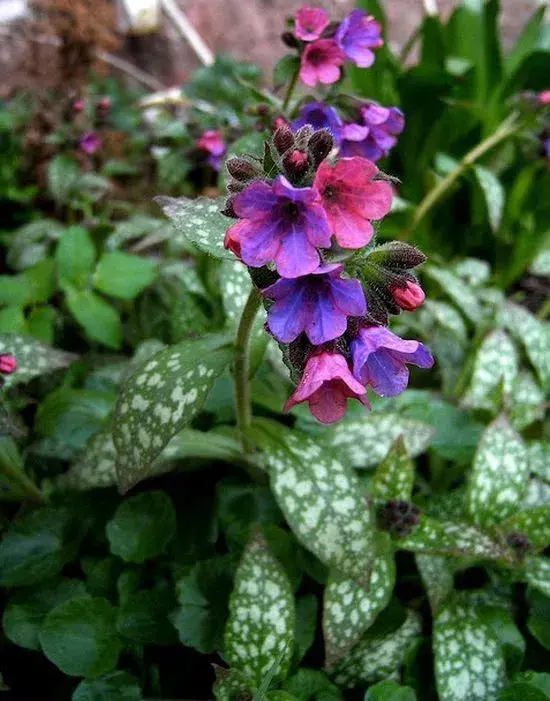 Plicník