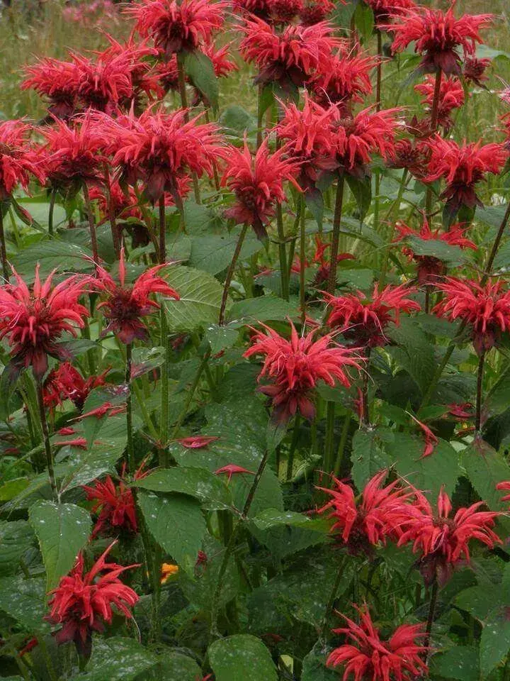 Monarda