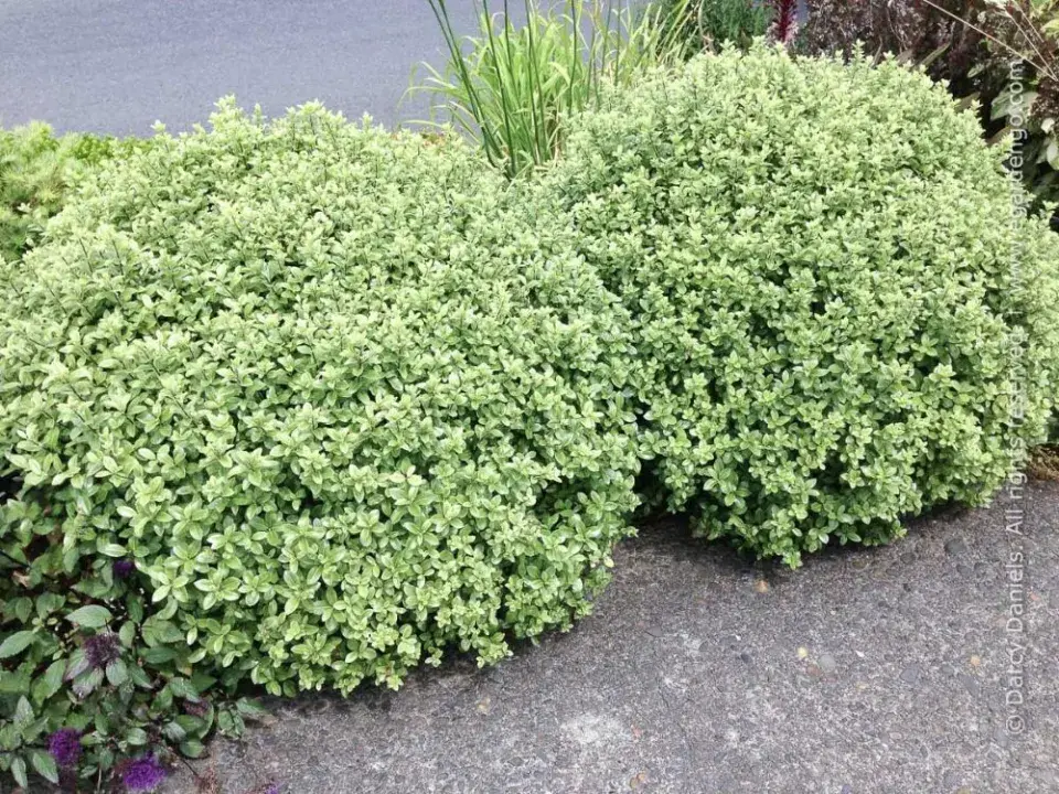 Pittosporum tenuifolium 'Golf Ball'