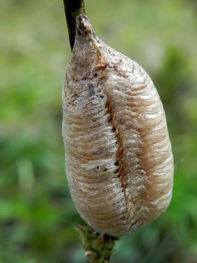 Ootéka 