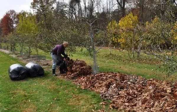 Postřik na ovocné stromy