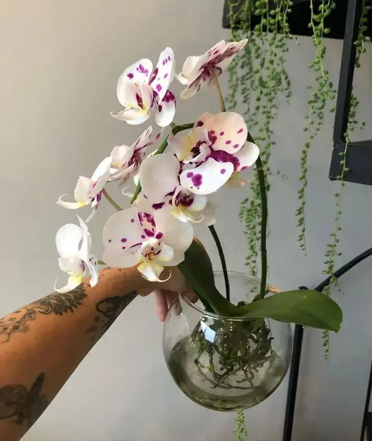 pěstování orchideje ve vodě