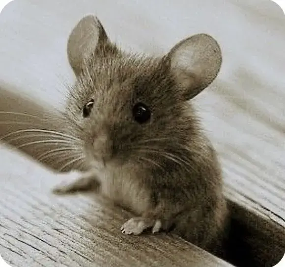 Myši
