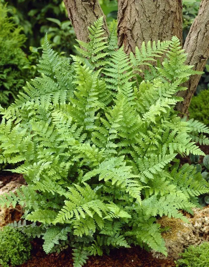 Kapradina