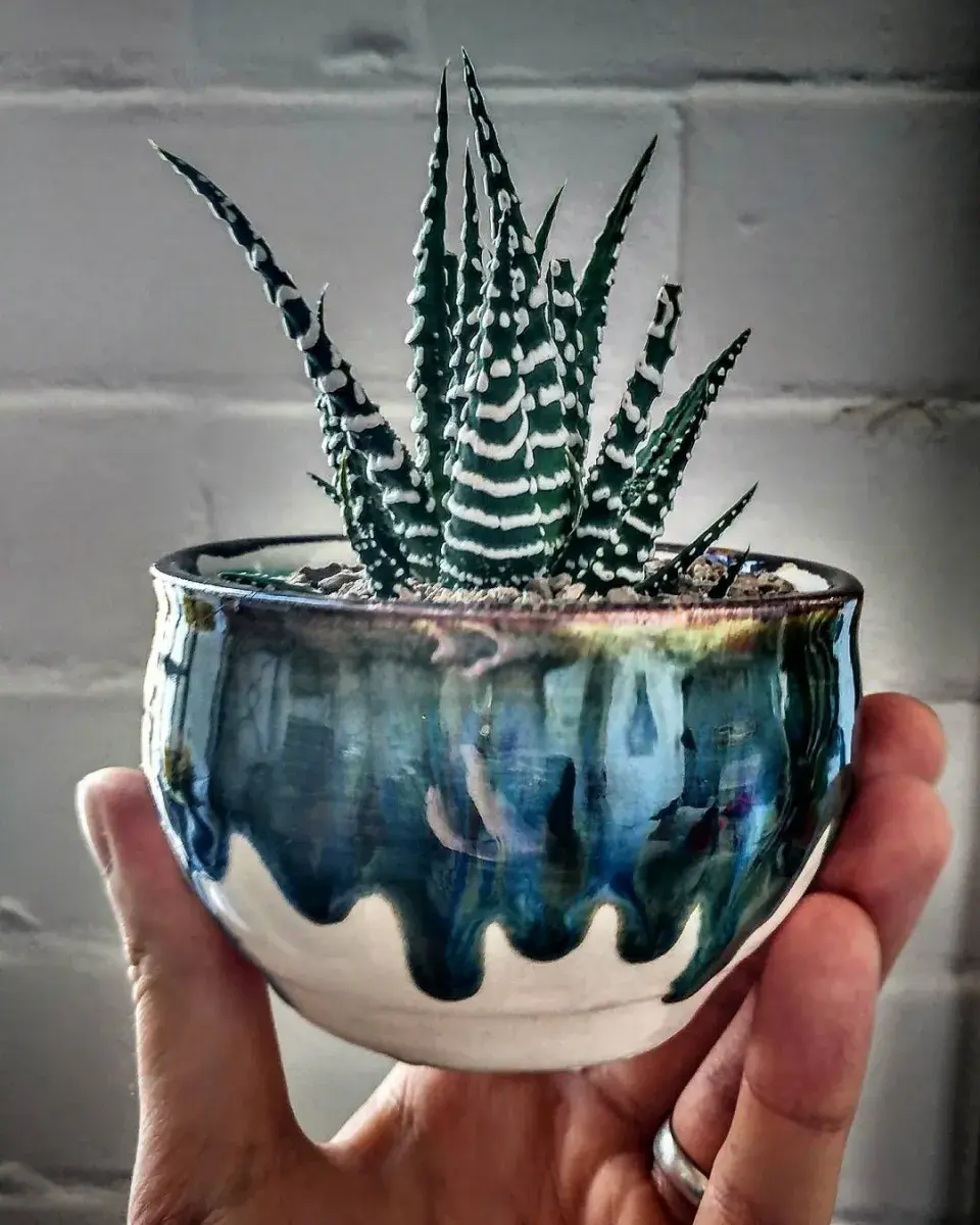 Zebří haworthia