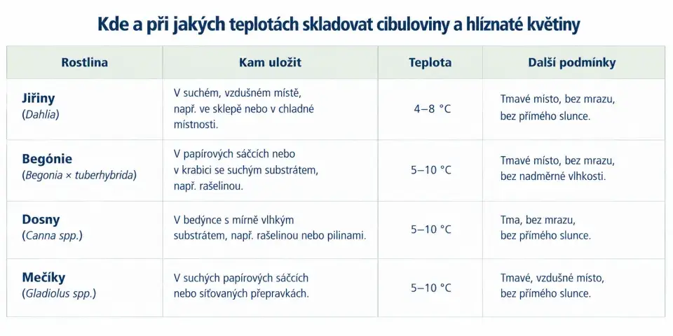 zazimování cibulovin