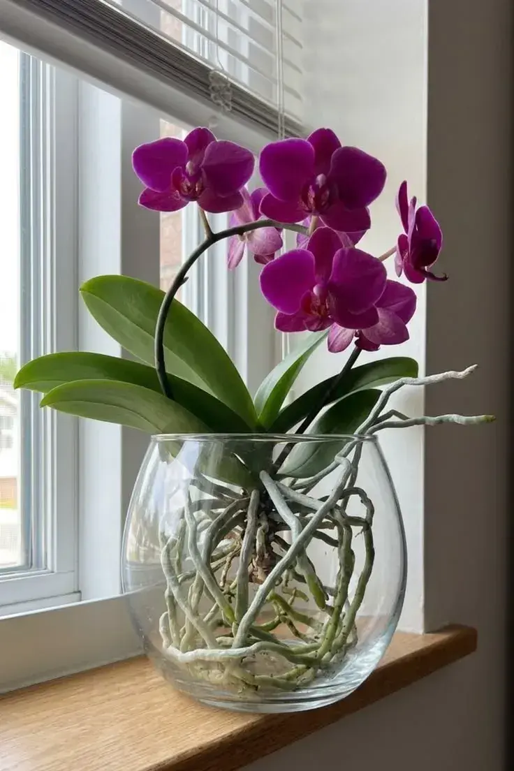 pěstování orchideje ve vodě