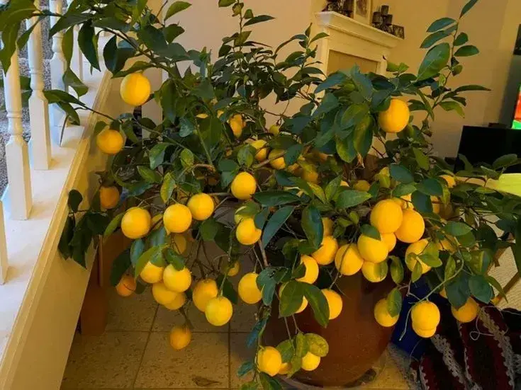 Zazimování citrusů