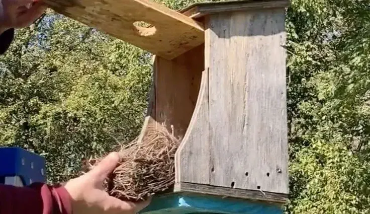 Údržba ptačí budky