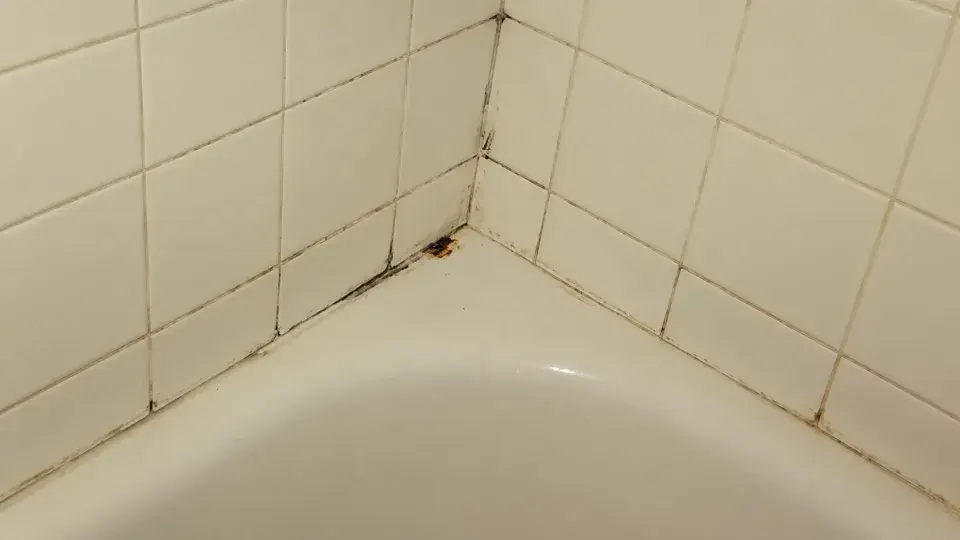 Plíseň v koupelně