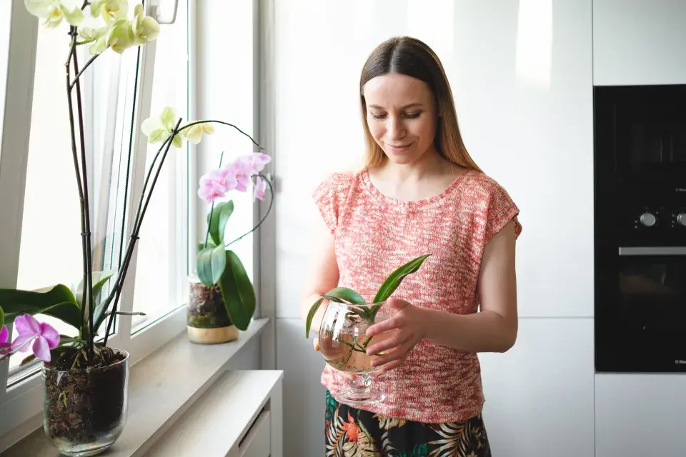 Pěstování orchideje ve vodě