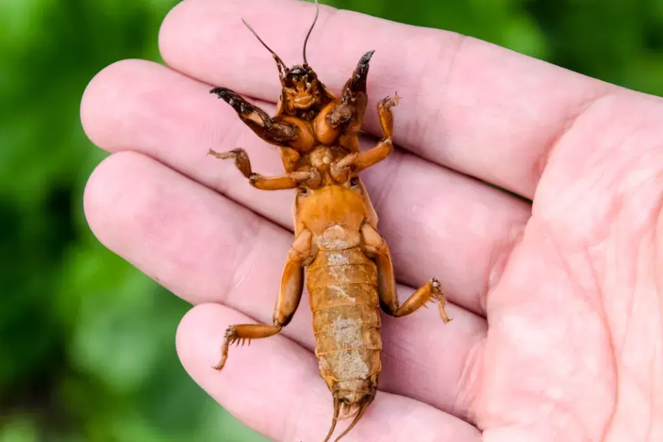 Krtonožka je půdní škůdce, který likviduje hlavně kořeny rostlin