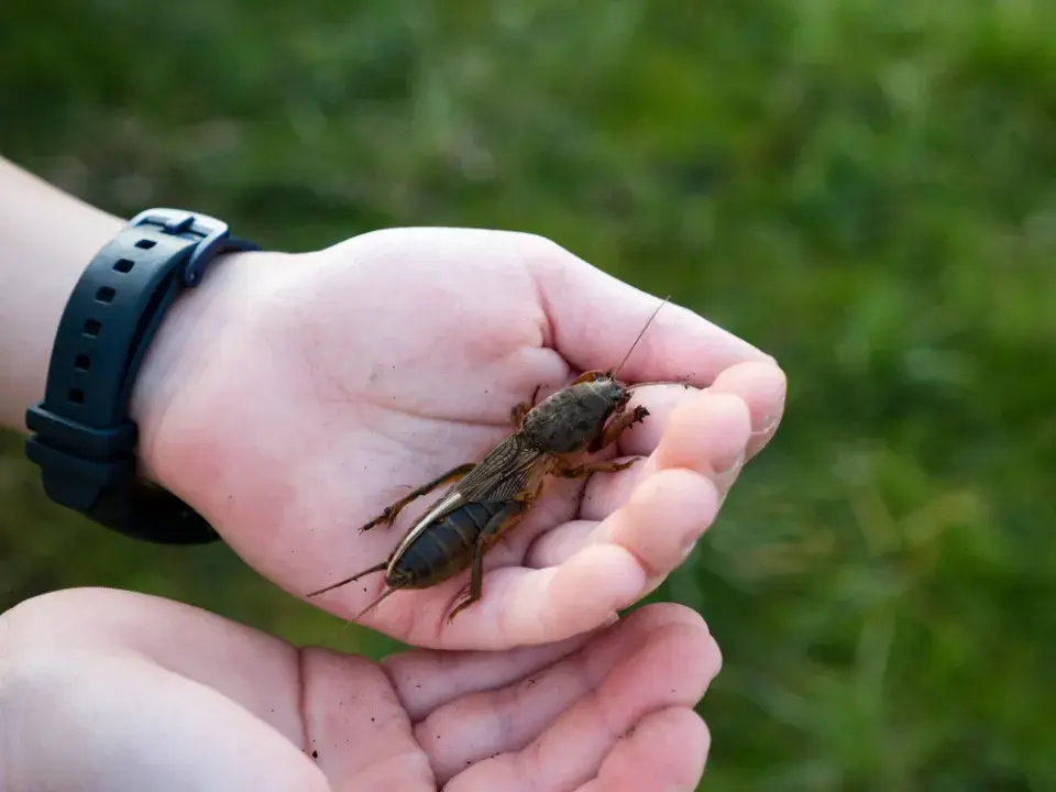 Krtonožka se zdá poměrně neohrabaná, ale je to naopak