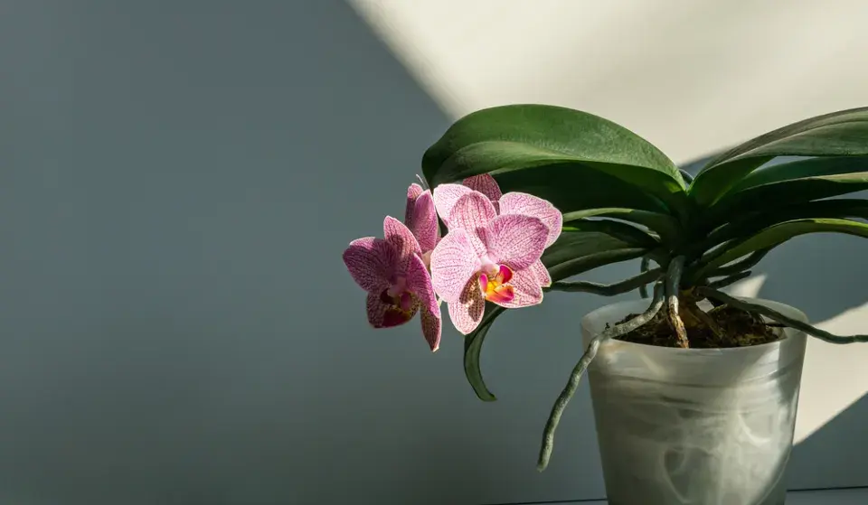 Péče o orchideje
