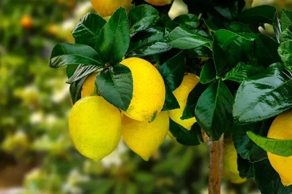 Zazimování citrusů