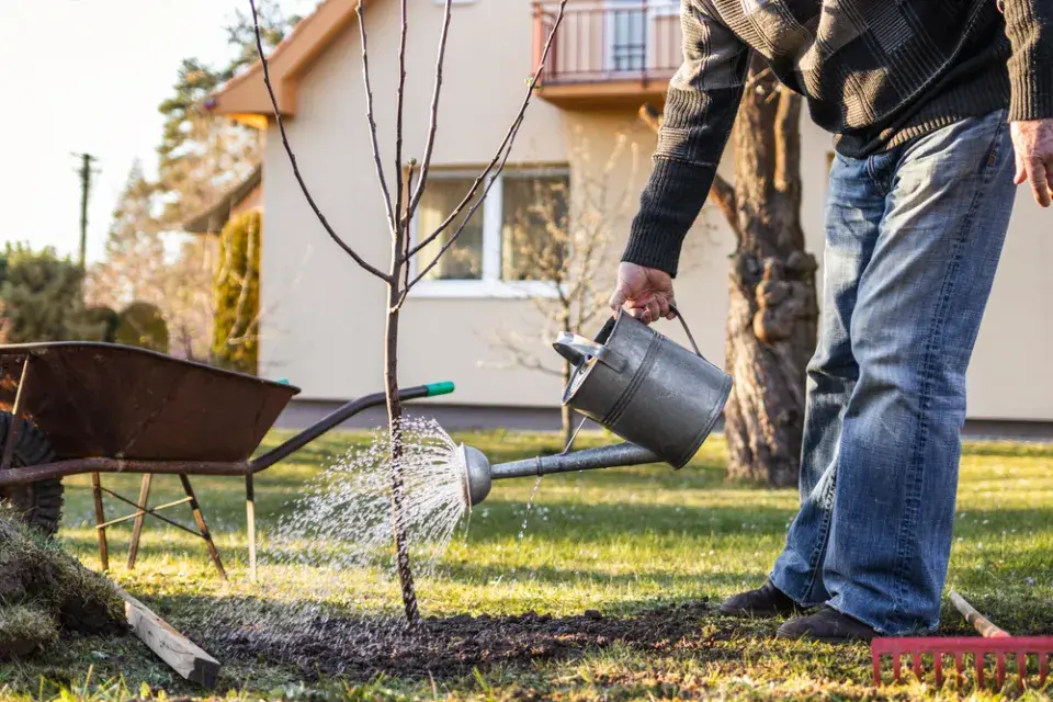 Pravidelná závlaha stromku je vždy důležitá