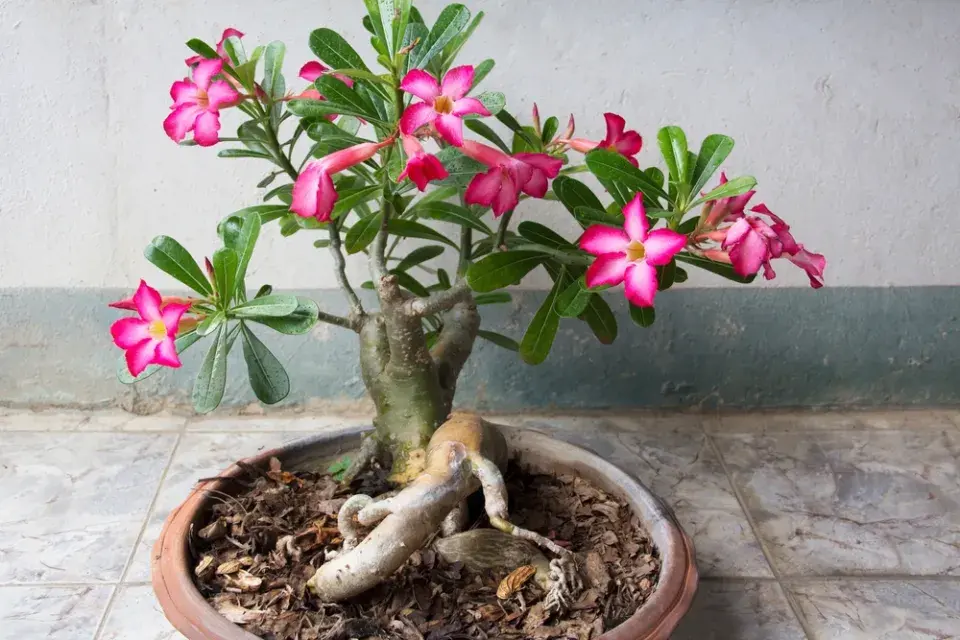 Pouštní růže neboli Adenium obesum