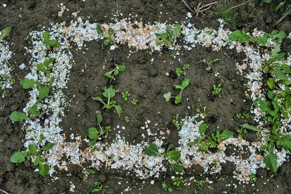 Vaječné skořápky a celé vejce jako hnojivo na záhonech