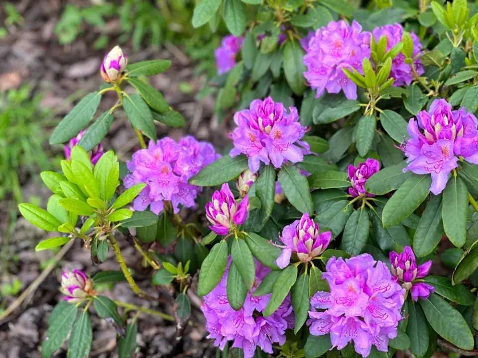 Žloutnutí rododendronů