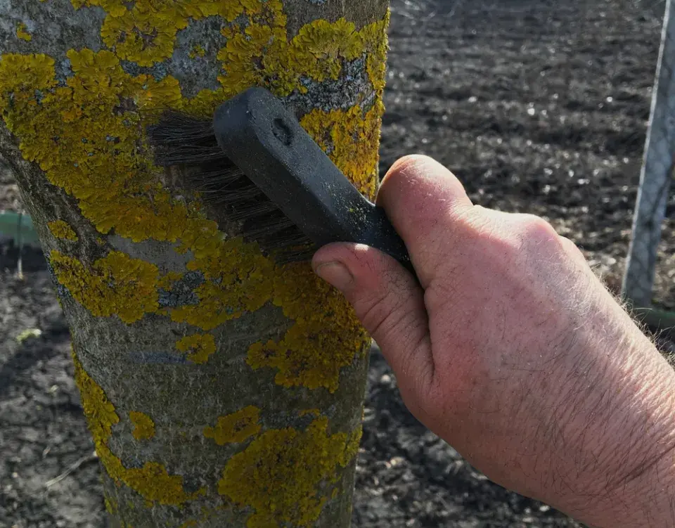 Při kontrole škůdců na ovocných stromech odstraňte mech a lišejník