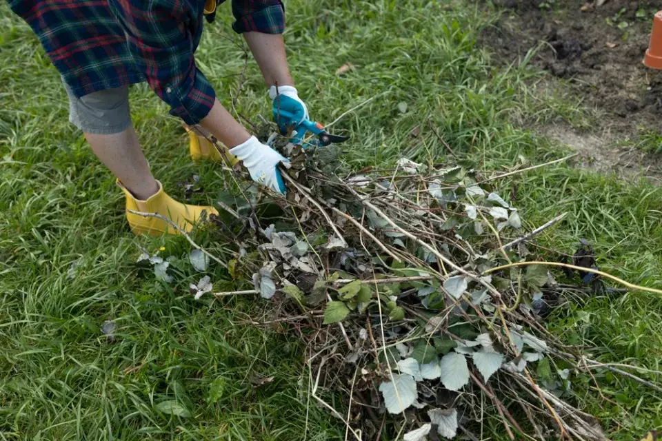 Stříhání malin na podzim podle druhu maliníku