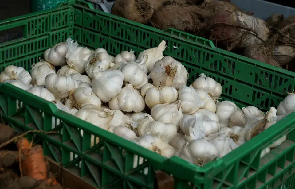 Skladujeme pouze dobře vysušený česnek