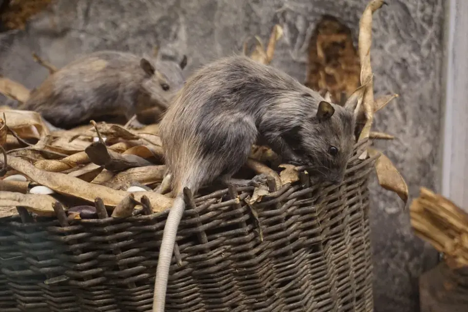 Jak bojovat s krysami v přístupu do domu a na zahradu