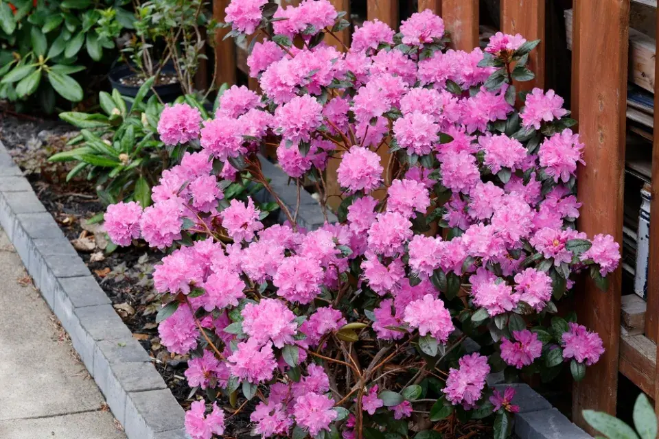 Žloutnutí rododendronů