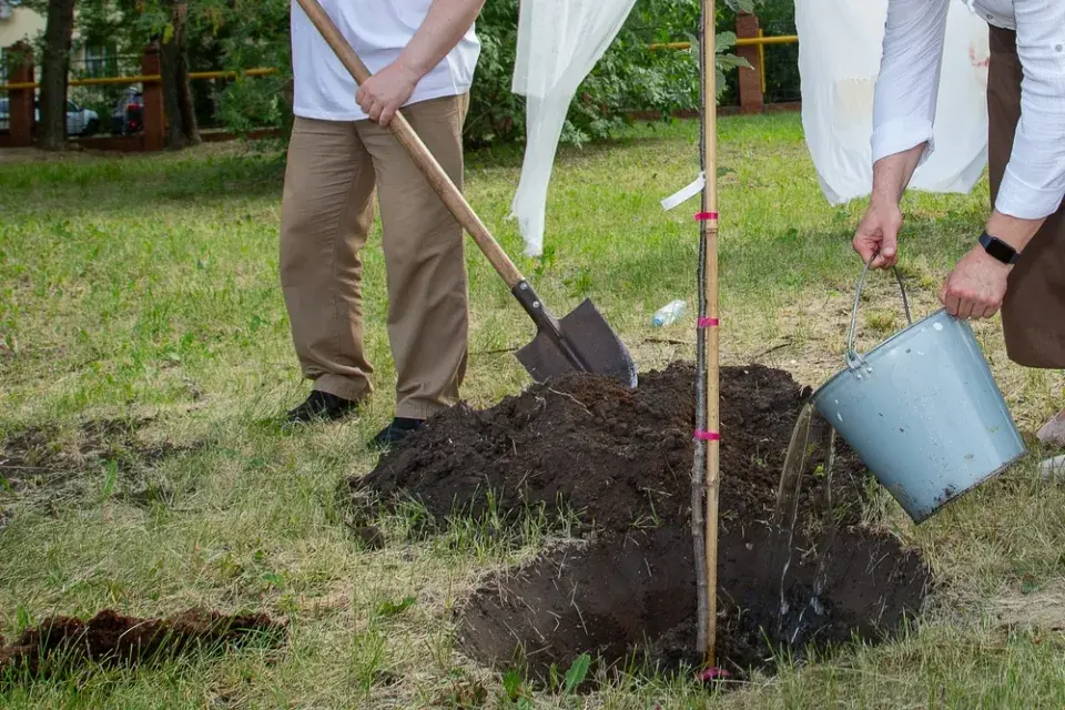 Výsadba stromů na podzim