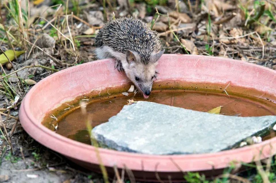 Péče o ježky na podzim není nutná za každou cenu