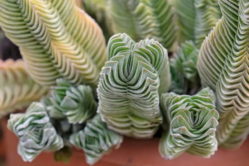 Tlustice (Crassula Budha´s Pagoda´) je citlivá na množství vody v zimě