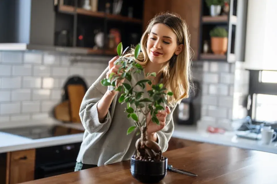 Pokojové rostliny zvládne pěstovat každý