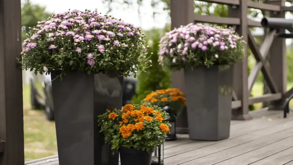 U chryzantém zalévejte častěji, ale menším množstvím vody