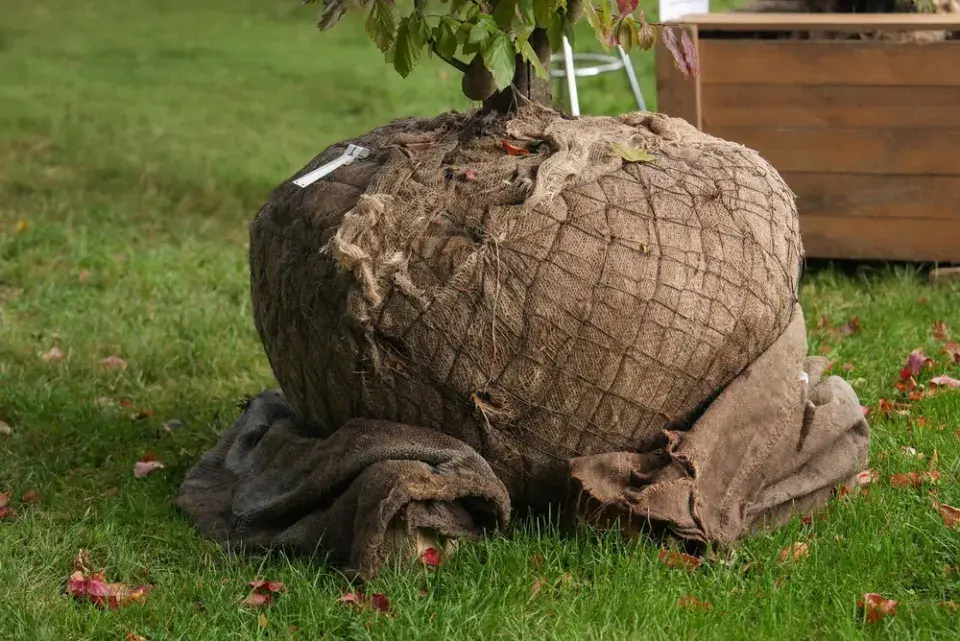Výsadba stromů na podzim