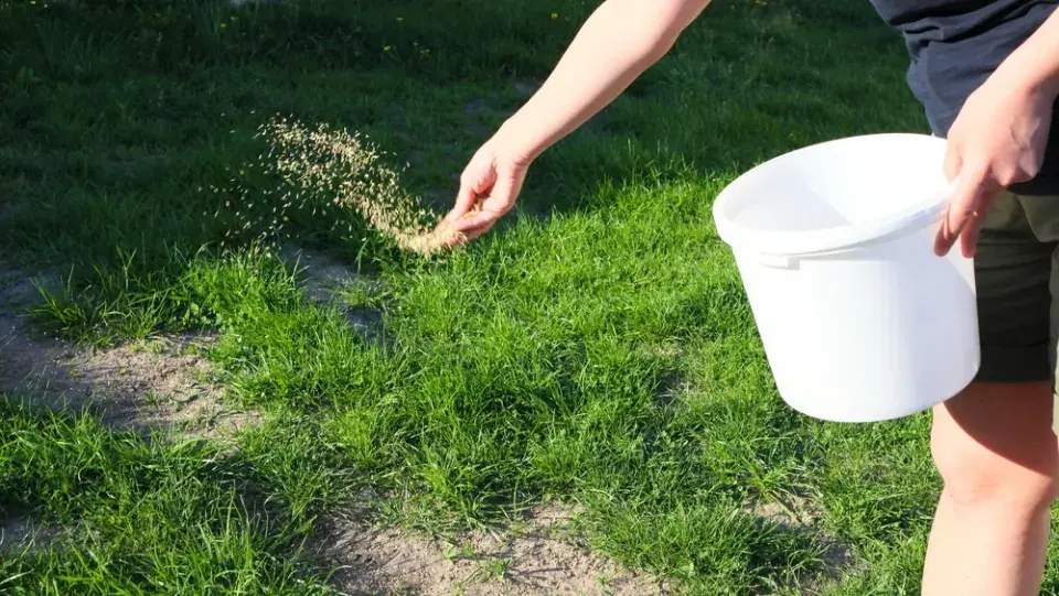 Výsevy trávníku již ponechte na jaro