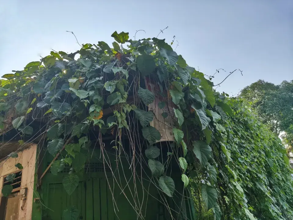 Okap pod nánosem přerostlých rostlin