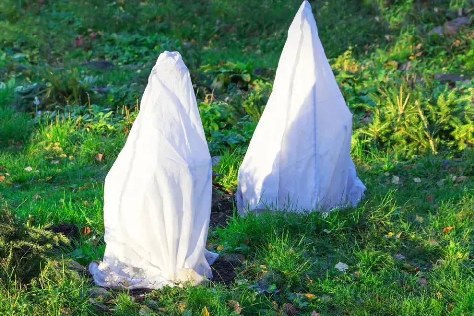 Zazimování růží v listopadu podle týdenního plánu