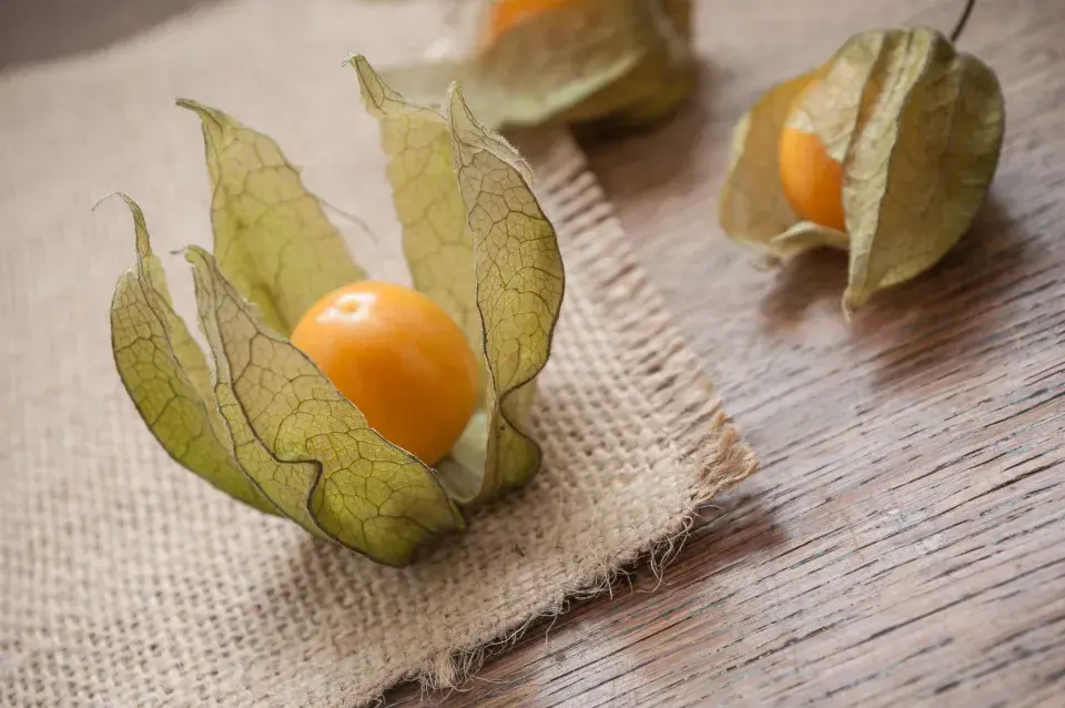 Physalis