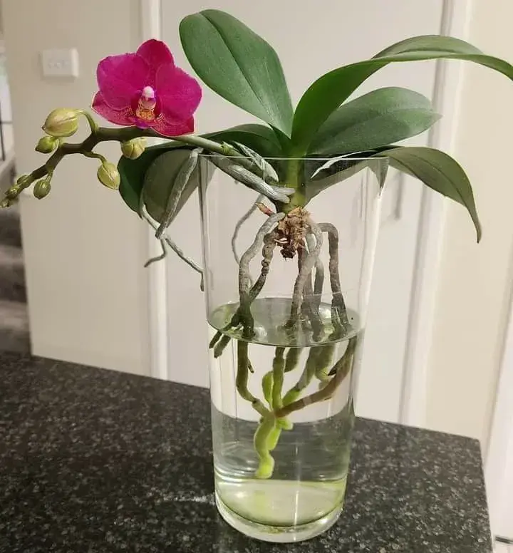 pěstování orchideje ve vodě