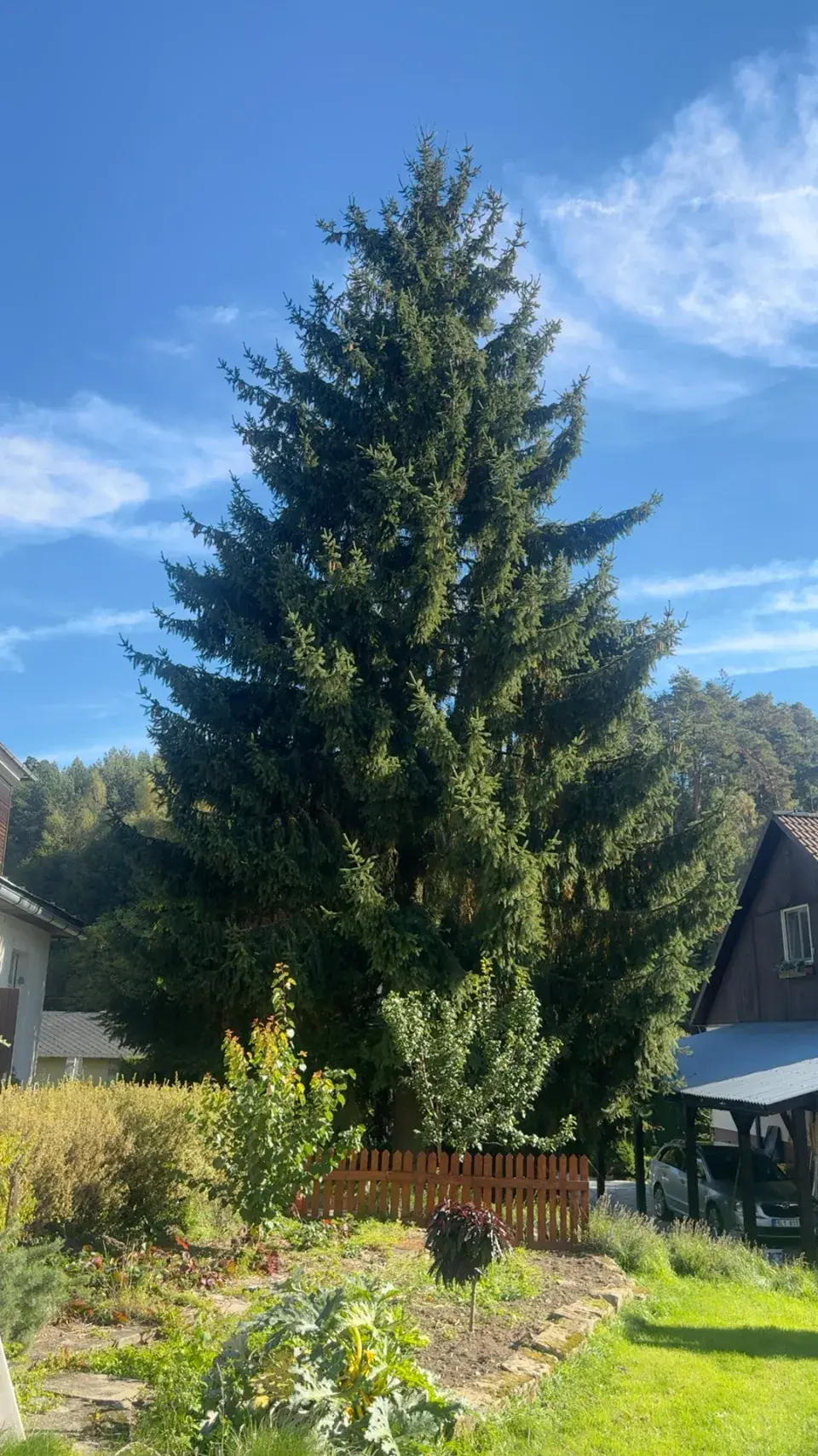 Vánoční strom na Staroměstském náměstí