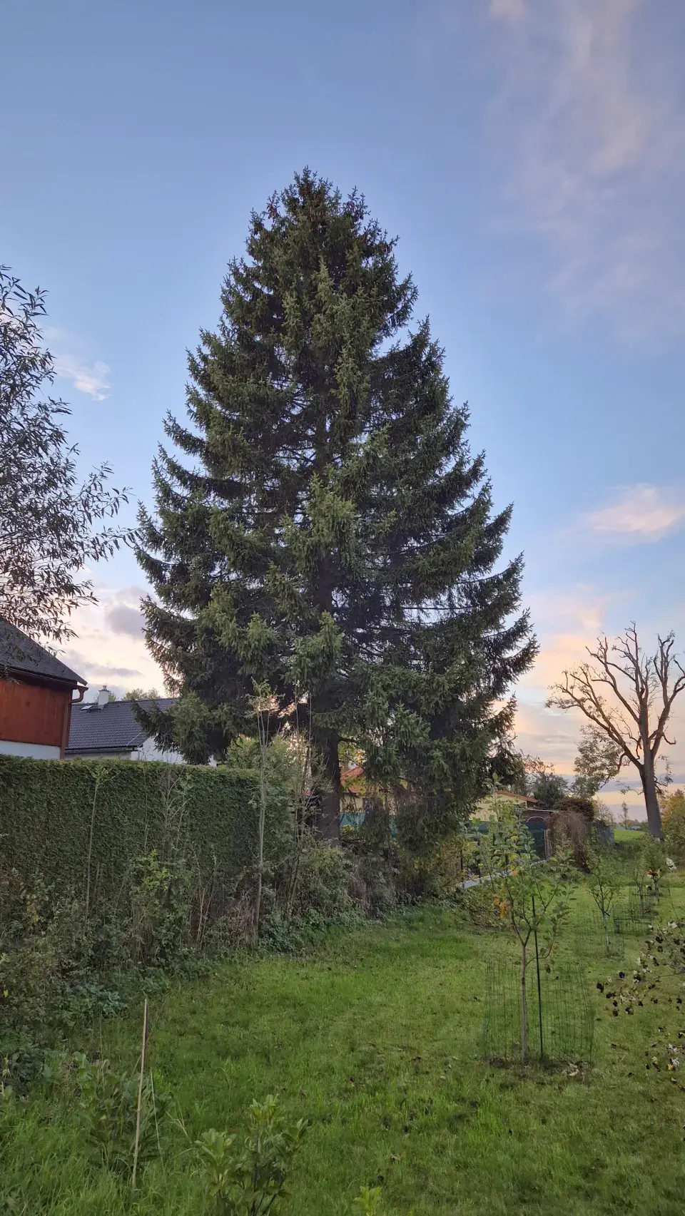 Vánoční strom na Staroměstském náměstí