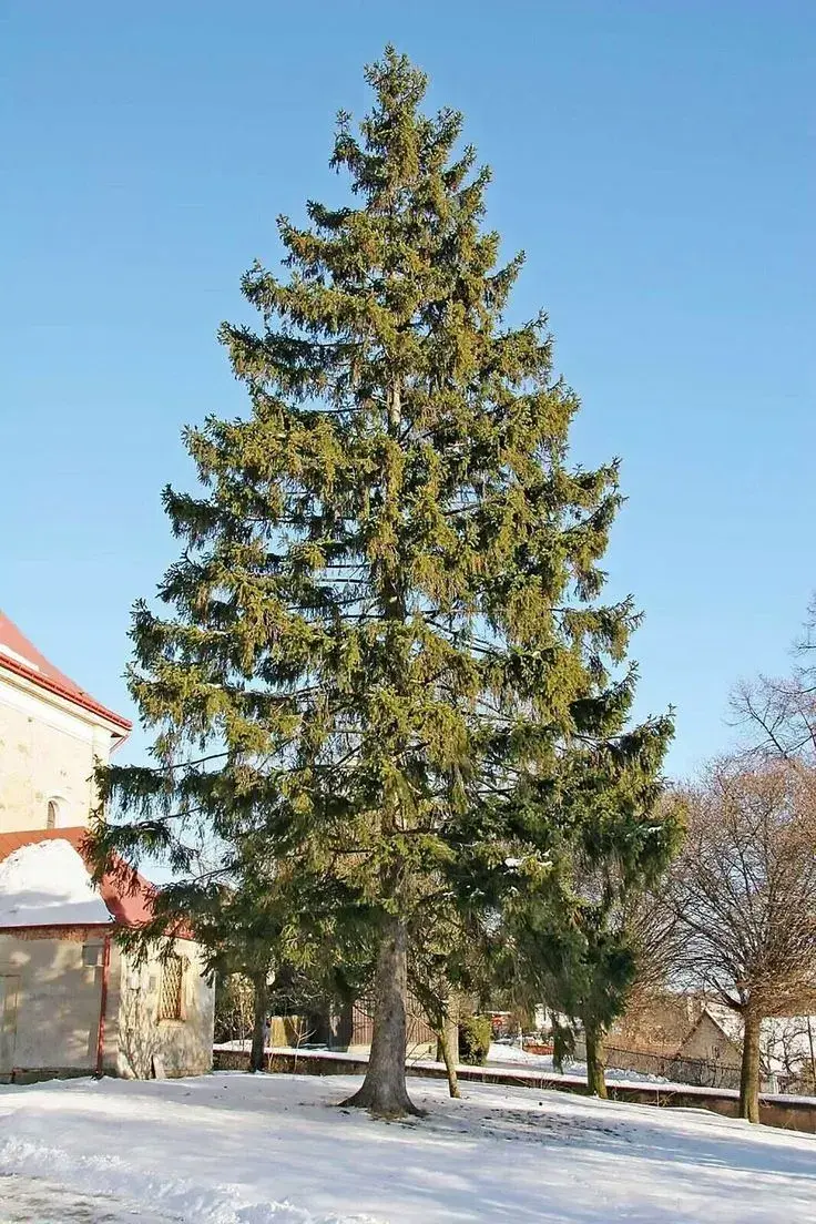 Vánoční strom