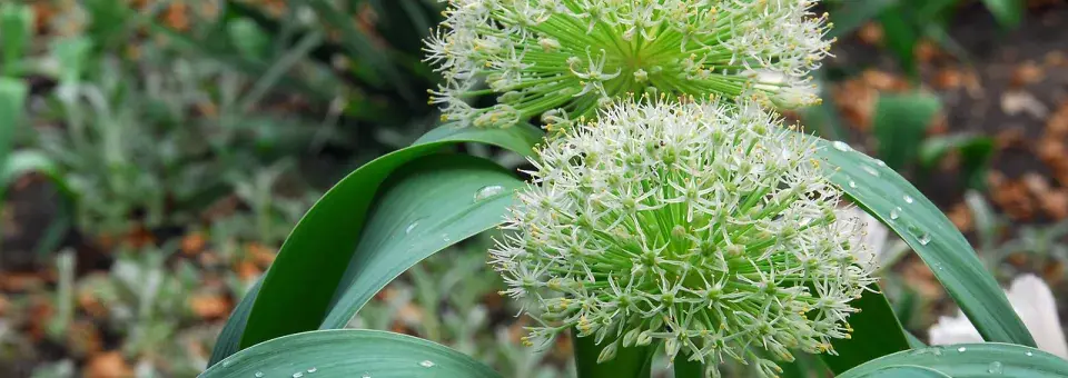 Česnek karatavský Náhled