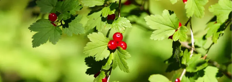Meruzalka alpská Náhled
